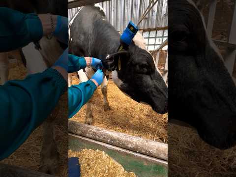 Adrenaline injection #cows #veterinary
