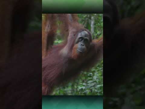 Reaksi Orangutan Terhadap Robot | part-1