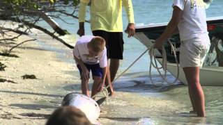 PTTS Tarpon Slaughter Movie