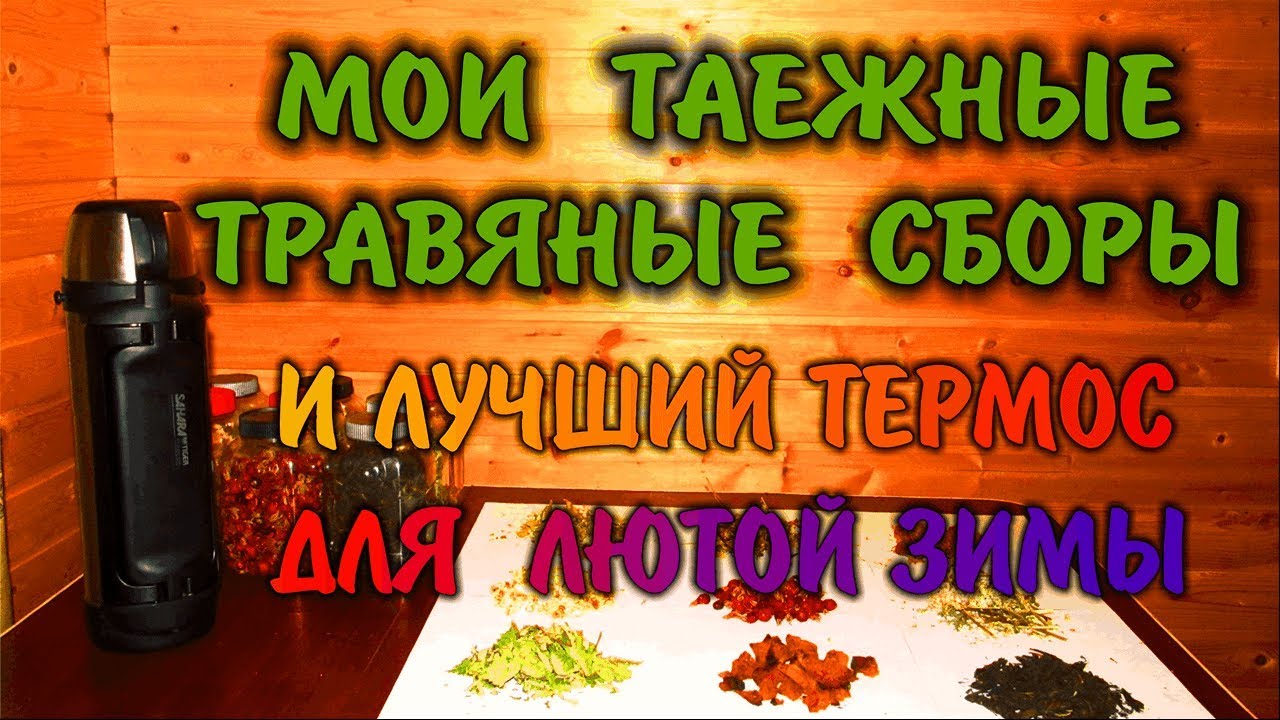 Лечебные травы для чая. Мой травяной сбор. Лучший термос tiger sahara зимой не подведет