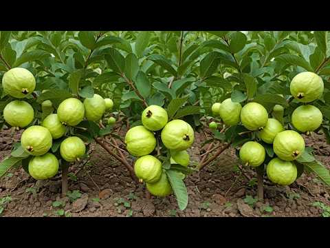 Guava Tree Care for Maximum Fruit – Gardeners Must Know!
