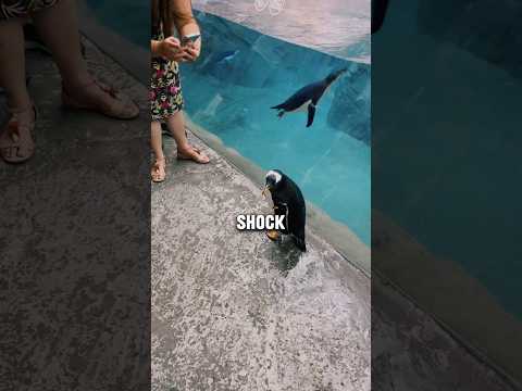 A Kind Man Saves A Lost Penguin! ❤️🐧#shorts #reaction