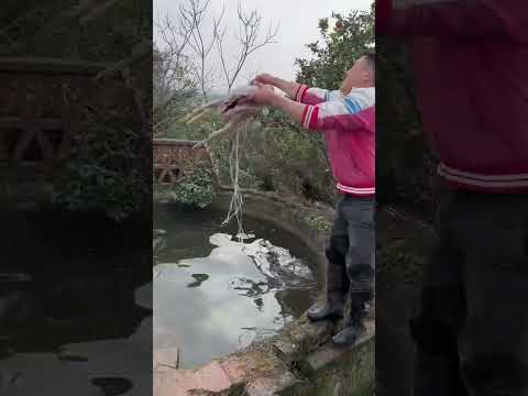 Incredible Fishing Traps #fishing