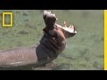Hippo and Fish Interactions