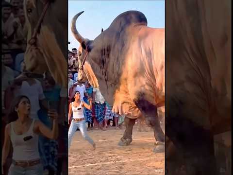 অবিশ্বাস্য বড় গরু দেখলে আপনি অবাক হবেন! 😱🐄