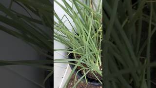 Thank you #garden #subscribe #thankyou #gardening #support #plants #viralvideo #viral #like #shorts