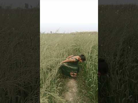 सरिया करिए के लाई