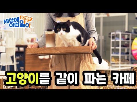 고양이 팝니다 | 고양이산책