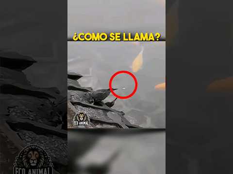 El ave mas astuta del mundo #ave #peces #animales