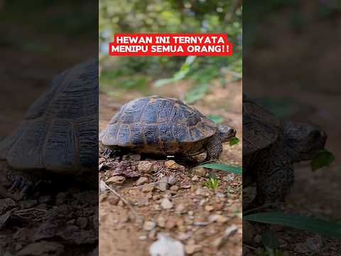 Hewan ini ternyata membohongi semua orang‼️ #faktamenarik #shortvideo