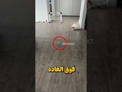 این حرکت گربه رو پنج بار دیدم!!!