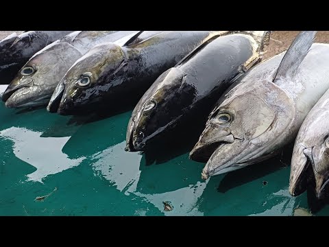 Afa Tuna sedang live sekarang!