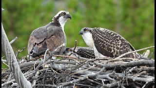 Osprey Bird Nest in Yellowstone National Park