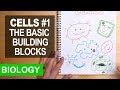 Cell Biology Concepts and Terminology