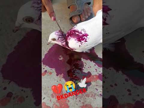 kabootar ki video 😭💔🕊️#pigeon #birds #animals #pets #attitude#pigens #bird #kabootar#pyra