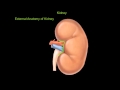 Exploring the Urinary System and Kidneys