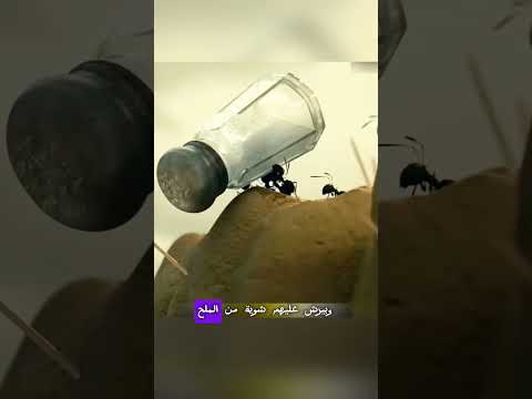 النمل الاحمر والنمل الاسود .