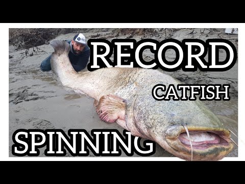 Fisherman fishing on spinning a record 250 lb and 9 foot  catfish by Yuri Grisendi