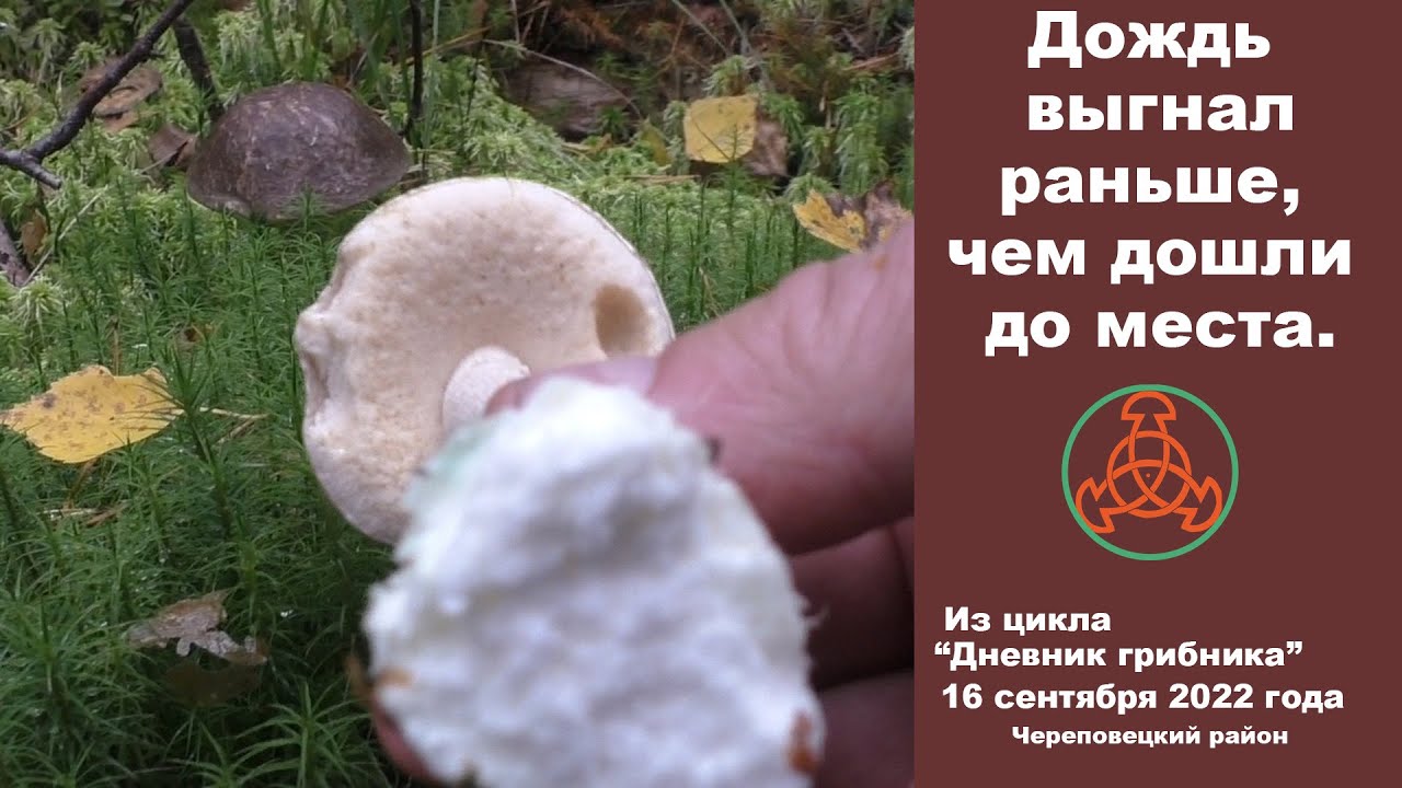 Дождь выгнал раньше, чем мы дошли до места. 16 сентября 2022 года