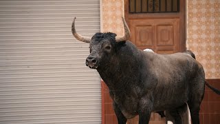 🔥 ¡Impresionante! Los 4 torazos soltados en El Puig de Santa Maria