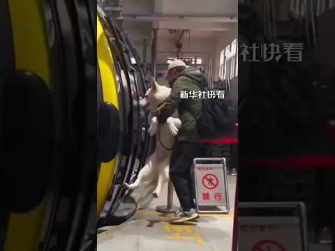 狗子跟着主人开心去旅游，没想到知道要上缆车时