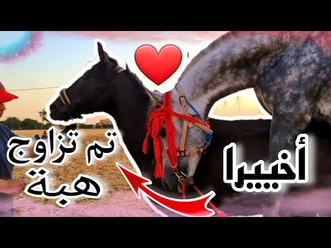 فيديوا الذي ينتظره الجميع😱شوفوا كيفاش ذازوا طقوس تزاوج هبة وسمعوا اهم معلومات عن التزاوج عند الخيول❤