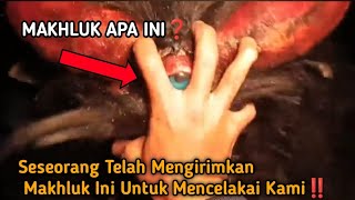 MAKHLUK APA INI❓Dia Dikirim Seseorang Untuk Mencelakai Kami, DUKUN SANTET