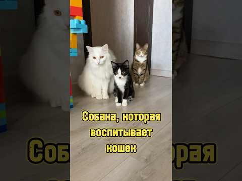 Собака, которая воспитывает кошек 🐕 #питомцы #собака #котики #кошка #котенок
