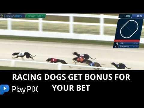 Racing post greyhounds racing dogs GET BONUS FOR YOUR BET greyhound races greyhound racing result