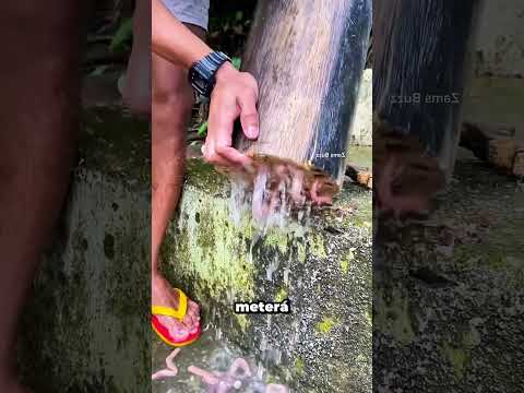 ¿Qué sale de estos agujeros? Te sorprenderás