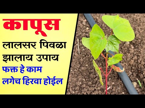कापसाचे पाने लाल पिवळी झालीय उपाय / Kapus lal piwala zalay upay