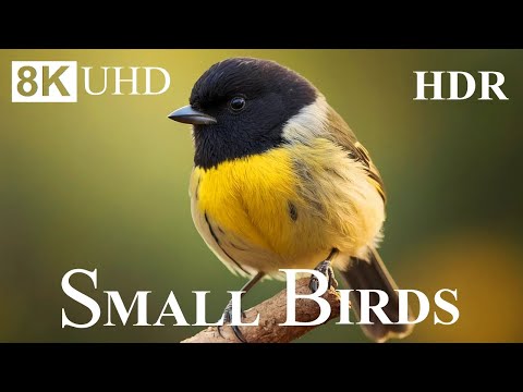 Small BIRDS 8K HDR - Names and Sounds