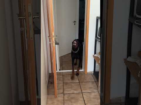 DOBERMANN Reav überschreitet die Grenze ‼️
