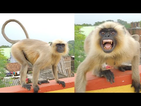 "Hanuman's Unique Behavior: Mind Blowing at a Glance"