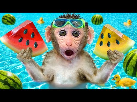 Monkey Baby BiBon Swimming and Eats Watermelon In The Pool| Animals Home Monkey