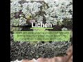 Symbiotic Relationships and Plant Identification