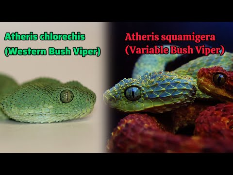 Atheris chlorechis vs Atheris squamigera (Western Bush Viper & Variable Bush Viper)