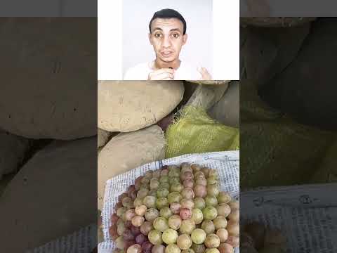 يضعون عنقود العنب داخل قطعة طين صلبة