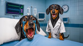 Dr. Puppy First Aid Fiasco! Cutest Dachshund Compilation!
