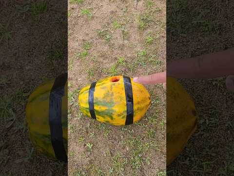 Fishing with Papaya