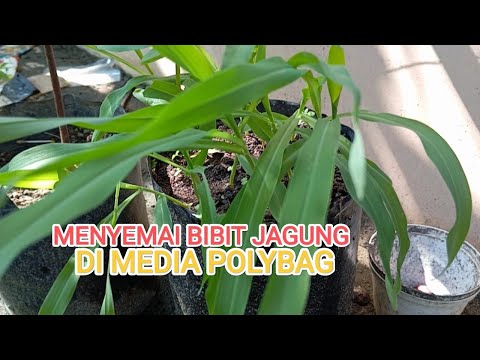 Cara semai bibit jagung di polybag!