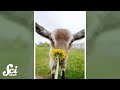 Animal Behavior and Food Preferences