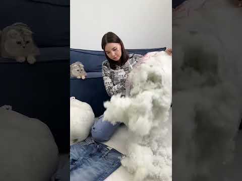 Meow 😻 meow leave soniya  #ytshorts #trending #viralvideo