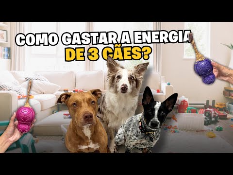 Preparando 1 Semana De Enriquecimento Ambiental Para Os Cachorros | Como Preparar EA