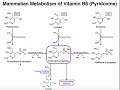Vitamin B6 Metabolism and Enzymes