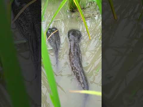 Amazing Fish Come Out from Pond in Rainy Water | Fish Catching By Hand in rice field #fish