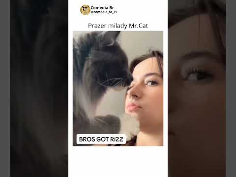 gatos engraçados