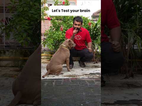 Akhir aisa kaise hosakta hai ? 🙊 #amanandbully #pitbulldog #illusion