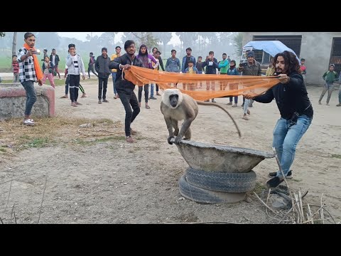 बंदर पकड़ने के लिए पुरे गाँव के लोग दौड़ पड़े और बंदर हमला कर दिया, देखें फिर क्या हुआ Monky Rescue!