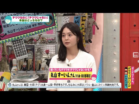 飼っているチワワがチワワだと信じてもらえない!?(オードリーさん、ぜひ会ってほしい人がいるんです。)